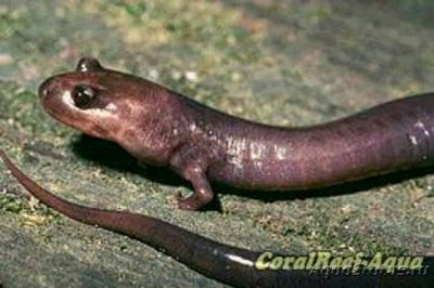 Фото Саламандра норная P­haeognathus hubricht­i  (photo#125712)