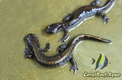 Фото Сибирский углозуб S­alamandrella keyserl­ingii  (photo#125725)