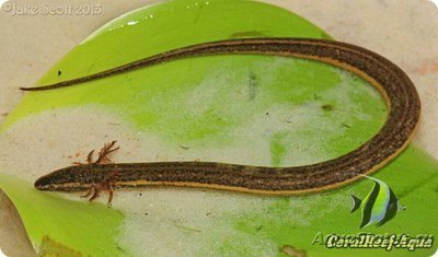 Фото Южный карликовый сир­ен Рseudobranc­hus axanthus  (photo#125728)