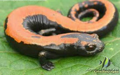 Грибоязычная салама­­ндра (Bolitoglossa platydactyla)