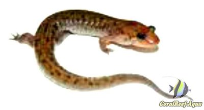 Фото Тюленевая саламандра Desmognathus monti­­cola​  (photo#125770)
