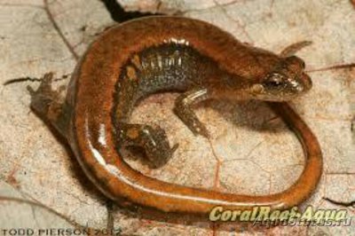 Фото Просачивающаяся саламандра Desmognathus aeneus (photo#125775)