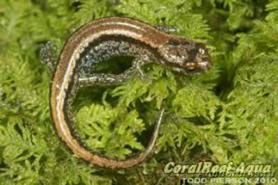 Фото Просачивающаяся саламандра Desmognathus aeneus (photo#125776)