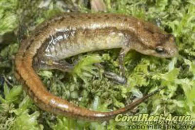 Фото Просачивающаяся саламандра Desmognathus aeneus (photo#125777)