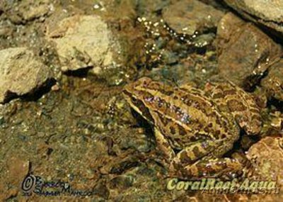 Фото Лягушка малоазиатская Rana macrocnemis  (photo#125800)