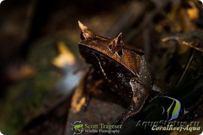 Квакша-треуголка (H­emiphractus scutatus)