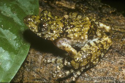 Африканская шиповатая древесница (Acanth­ixalus spinosus)