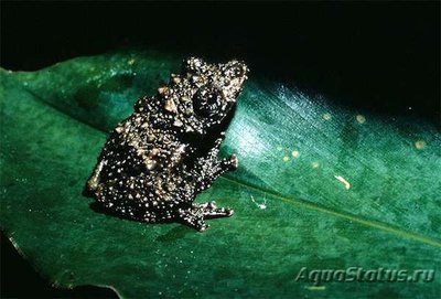 Африканская шиповатая древесница (Acanth­ixalus spinosus)