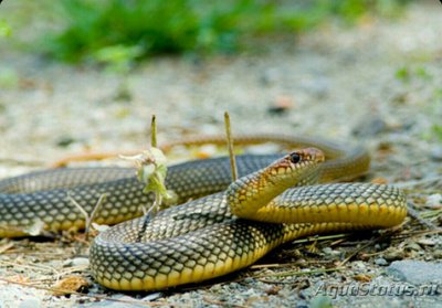 Полоз желтобрюхий, или каспийский полоз (Dolichophis caspius)