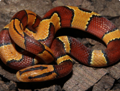 Полоз бамбуковый малайский (Oreocrypto­phis​ porphyraceus​ laticinctus)