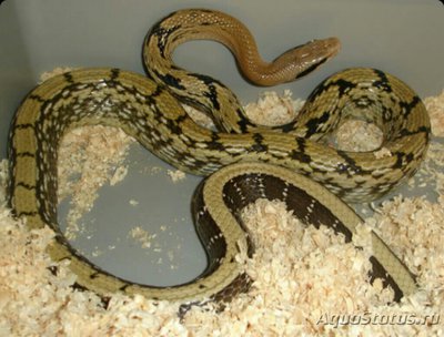 Полоз юннаньский​ (E­laphe yunnanensis)