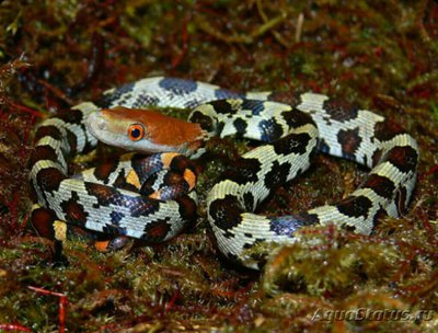 Полоз Меллендорфа​ (Orthriophis moellend­­orffi)