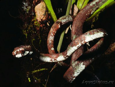 Змея ремневидная (Ap­lopeltura boa)