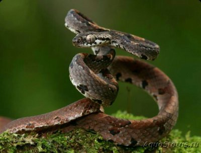 Бойга борнейская​ (Boiga barnesii)