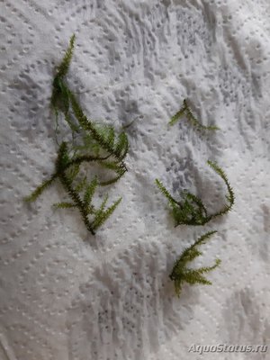 Определение водорослей в аквариуме