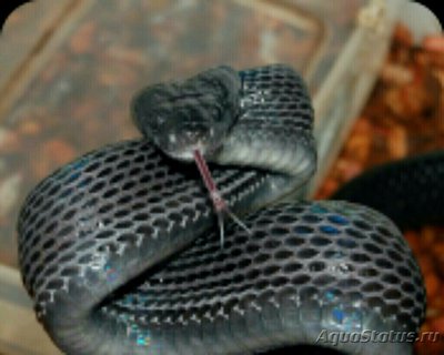 Бойга узкополосая​ (Boiga​ dendrophila​ gemmicincta)