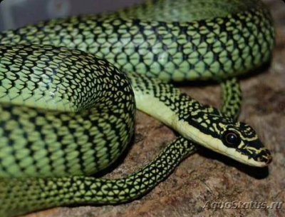 Змея летающая - укра­шенная​ (Chrysopelea ornata)