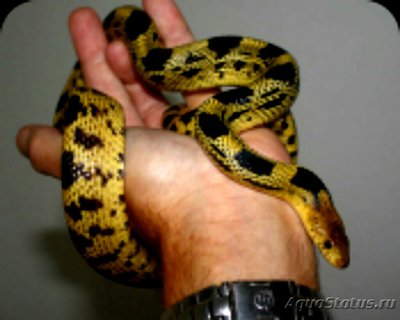 Змея мексиканская со­сновая​ (Pituophis deppei)