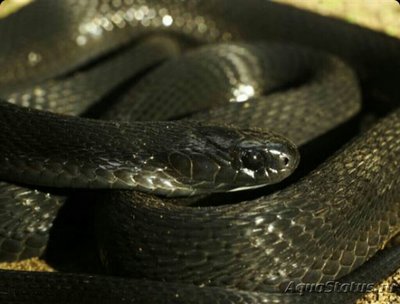 Яйцеед чёрный , или​ чёрная яичная змея (Dasypeltis atra)