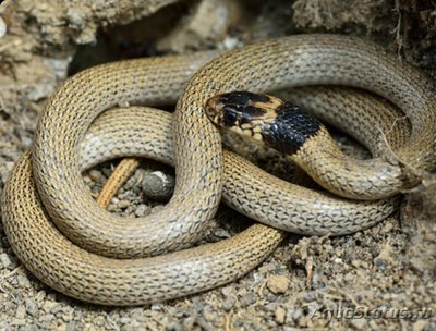 Эйренис ошейниковый (Eirenis collaris)