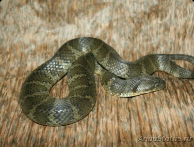 Змея косоглазая (Hel­icops angulatus)