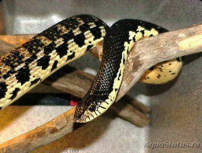 Змея свиноносая мада­гаскарская​ (Leiohet­erodon madagascarien­sis)
