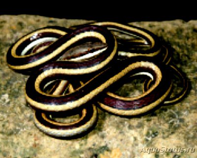 Змея песчаная - поло­сатая (Psammophis el­egans)