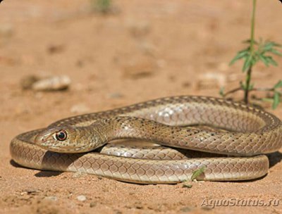 Змея оливковая песч­аная (Psammophis mos­sambicus)