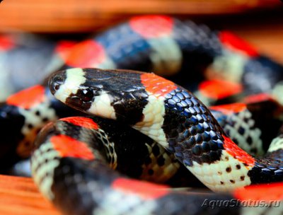 Сколекофикс чернопоя­сный (Scolecophis at­rocinctus)