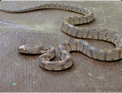 Змея иранская​ (Tel­escopus rhinopoma)