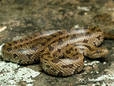 Змея королевская - красивобрюхая​ (Lampr­opeltis calligaster)