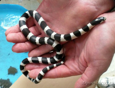 Змея калифорнийская поперечнополосатая​ (Lampropeltis getulus californiae)