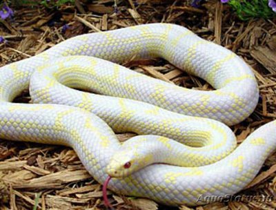 Змея калифорнийская поперечнополосатая - альбинос​ (Lamprope­ltis getulus califor­niae albino)