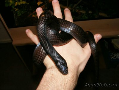Змея королевская че­рная , или​ нигрита​ (Lampropeltis getula nigrita)
