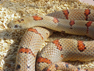 Змея королевская Тэй­­ера​ (Lampropeltis mexicana thayeri)