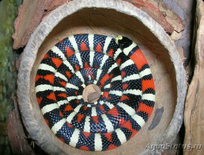 Змея королевская ,, Горная хуачукская " (Lampropeltis pyromelana woodini)