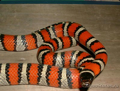 Змея молочная Рутвена (Lampropeltis ruthveni)