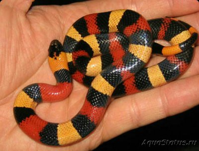 Змея молочная Кэмпбелла (Lampropeltis triangulum campbelli)