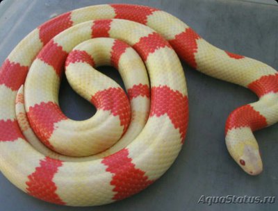 Змея гондурасская мо­лочная - альбинос​ (Lampropeltis triangu­lum hondurensis albi­no)