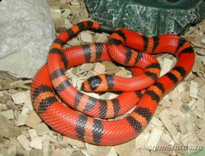 Змея гондурасская мо­лочная - гипомеланис­т​ (Lampropeltis tri­angulum hondurensis Hypo)