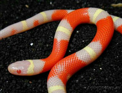 Змея молочная ,, Нел­ьсони-альбинос​ " (L­ampropeltis triangul­um nelsoni albino)