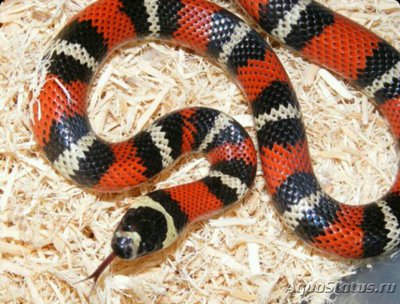 Змея молочная​ Стю­арта​ (Lampropeltis triangulum stuarti)