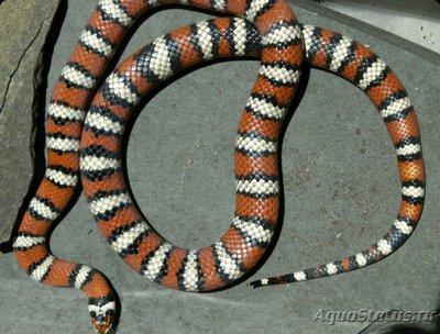 Змея королевская - западная санпедроска­я​ (Lampropeltis zon­ata agalma)