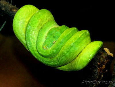 Питон зеленый​ (More­lia viridis)