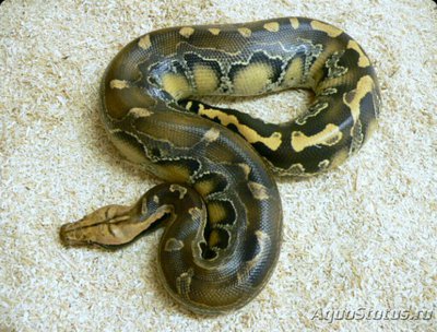 Питон брайтенштайна​ (Python breitenshte­ini)