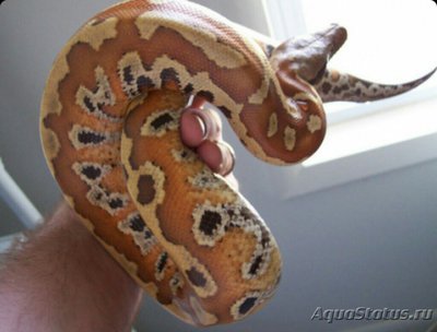 Питон короткохвостый красный, или пестрый питон​ (Python cur­tus)