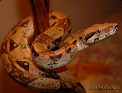 Удав императорский (Boa imperator)