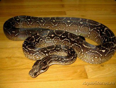 Удав аргентинский​ ​ (Boa constrictor oc­cidentalis)