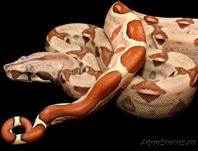 Удав​ Салмон​ (Boa constrictor Salmon)