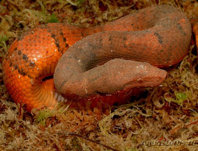 Кандойа шероховатая​ (Candoia aspera)